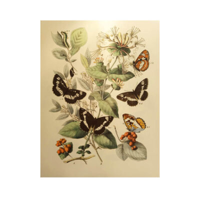 Portafolios Carpeta Natural History Pepin - Imagen 2