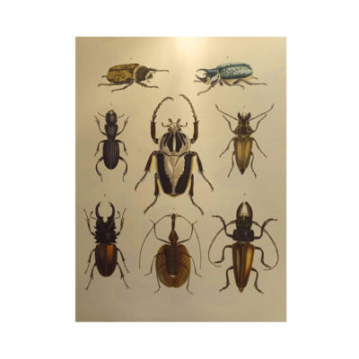 Portafolios Carpeta Natural History Pepin - Imagen 3