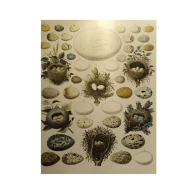 Portafolios Carpeta Natural History Pepin - Imagen 4