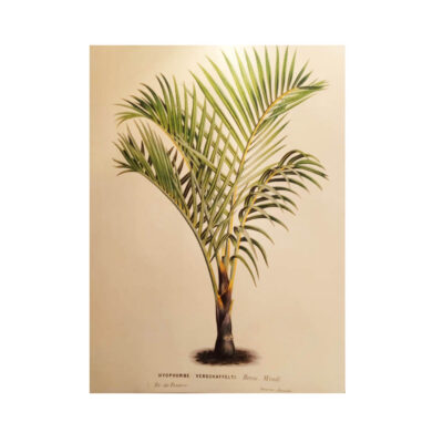 Portafolios Carpeta Natural History Pepin - Imagen 5